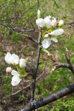 Pyrus ussuriensis