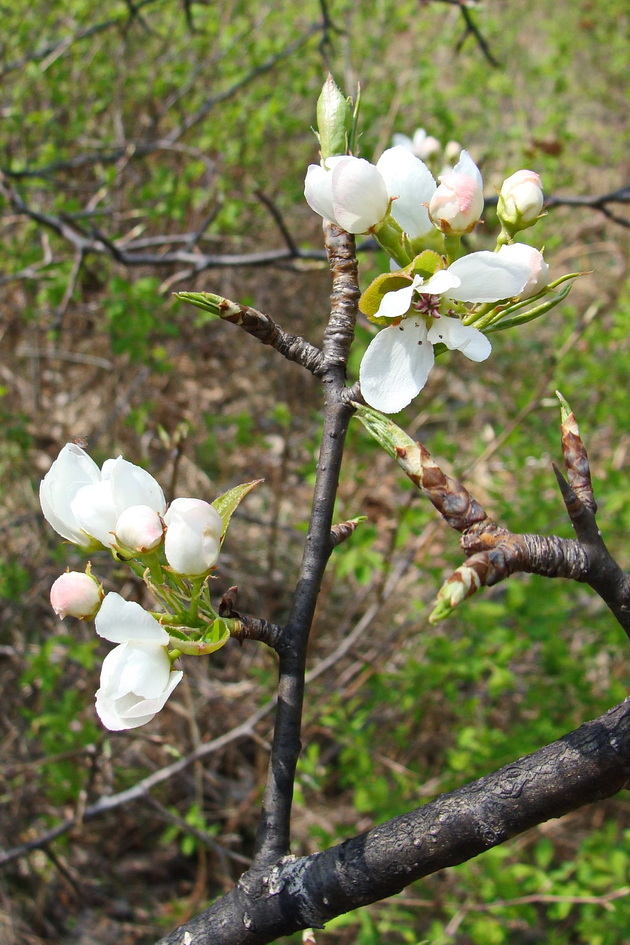 Изображение особи Pyrus ussuriensis.