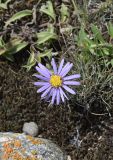 Aster alpinus. Соцветие. Кабардино-Балкарская Республика, Эльбрусский р-н, левый берег р. Баксан, окр. с. Былым, выс. 1100 м н.у.м., сухой остепнённый участок. 25 июля 2022 г.