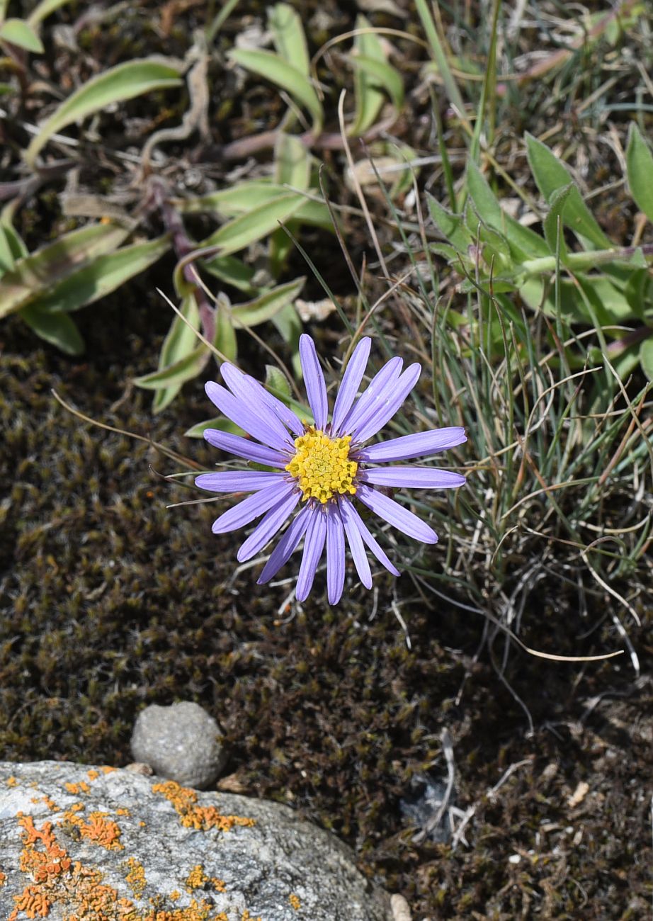 Image of Aster alpinus specimen.