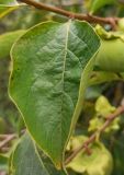 genus Diospyros