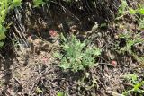 Oxytropis microsphaera
