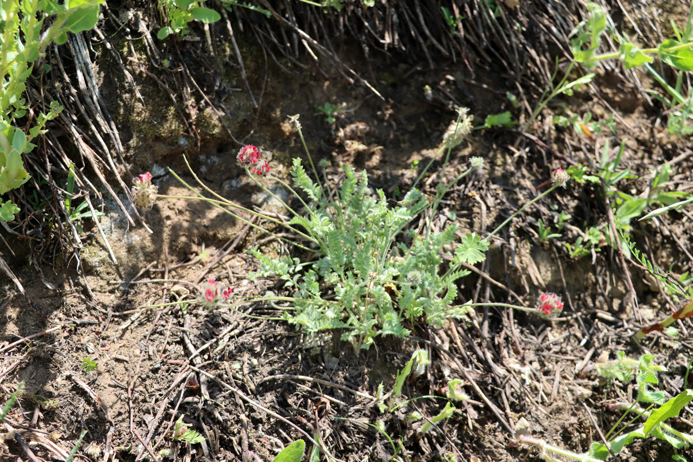 Image of Oxytropis microsphaera specimen.