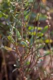 Limonium suffruticosum