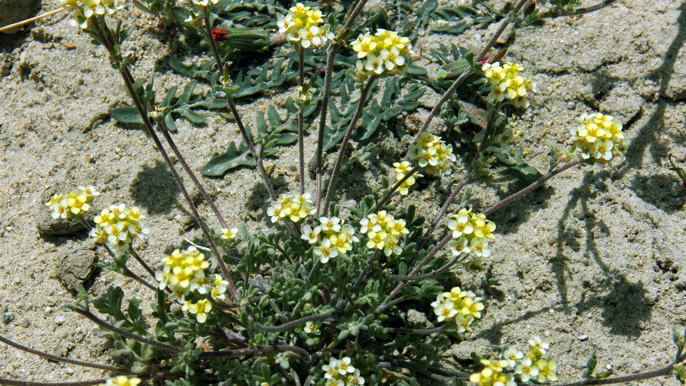 Изображение особи Sophiopsis sisymbrioides.