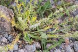 Cirsium echinus