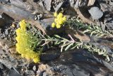 Odontarrhena muralis. Верхушка цветущего растения. Чечня, Шаройский р-н, юго-восточный склон горы Чархунышкорт, выс. 2100 м н.у.м, каменистый участок. 7 августа 2023 г.