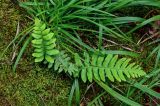 Polypodium vulgare. Спороносящее растение. Грузия, Самцхе-Джавахети, национальный парк \"Боржоми-Харагаули\", широколиственный лес, поросший мхами участок склона. 11.06.2023.