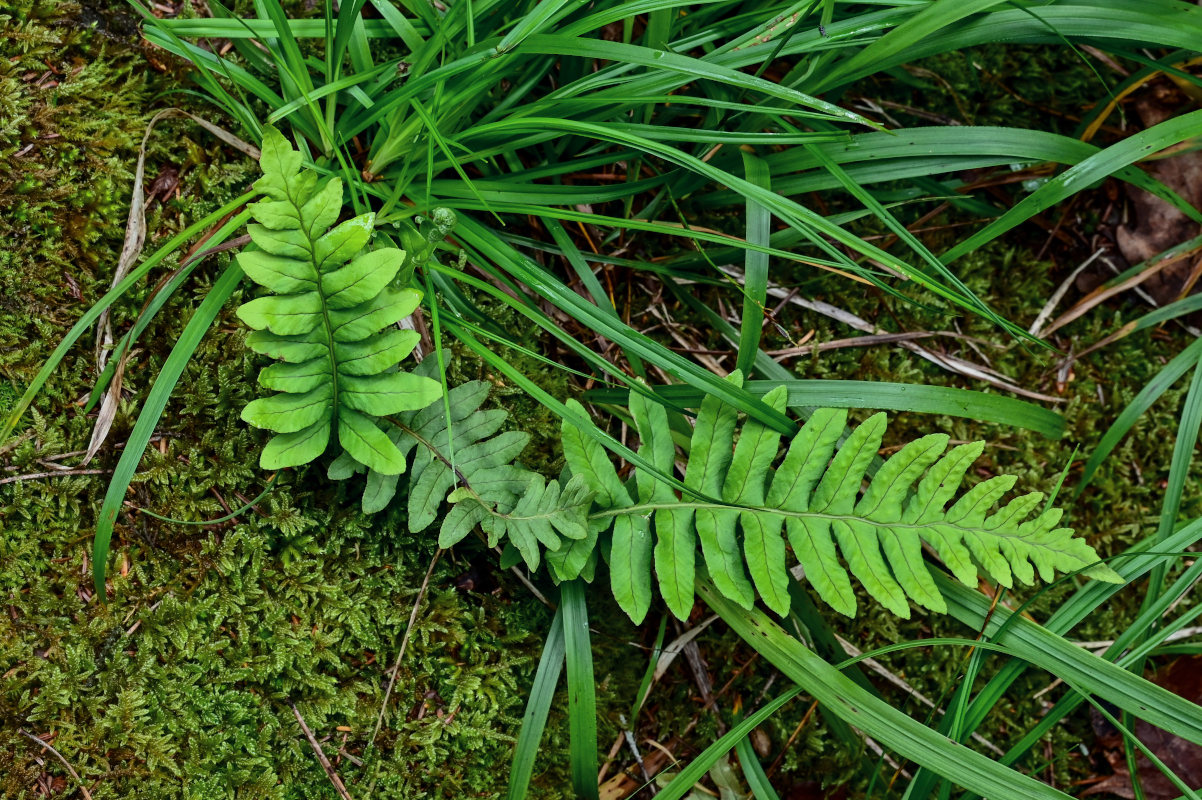 Изображение особи Polypodium vulgare.