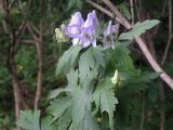 Aconitum taigicola. Верхушка цветущего растения. Владивосток, Ботанический сад-институт ДВО РАН. 16 августа 2009 г.