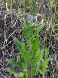 Cynoglottis barrelieri