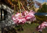 Prunus serrulata. Соцветие. Санкт-Петербург, Центральный р-н, Литейный проспект, Сад Дружбы, в культуре. 06.05.2014.