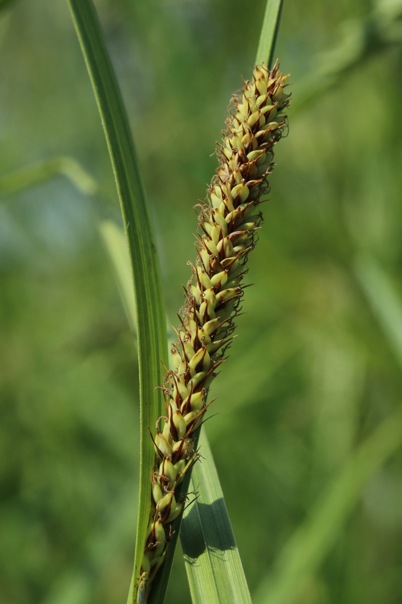 Image of Carex acuta specimen.