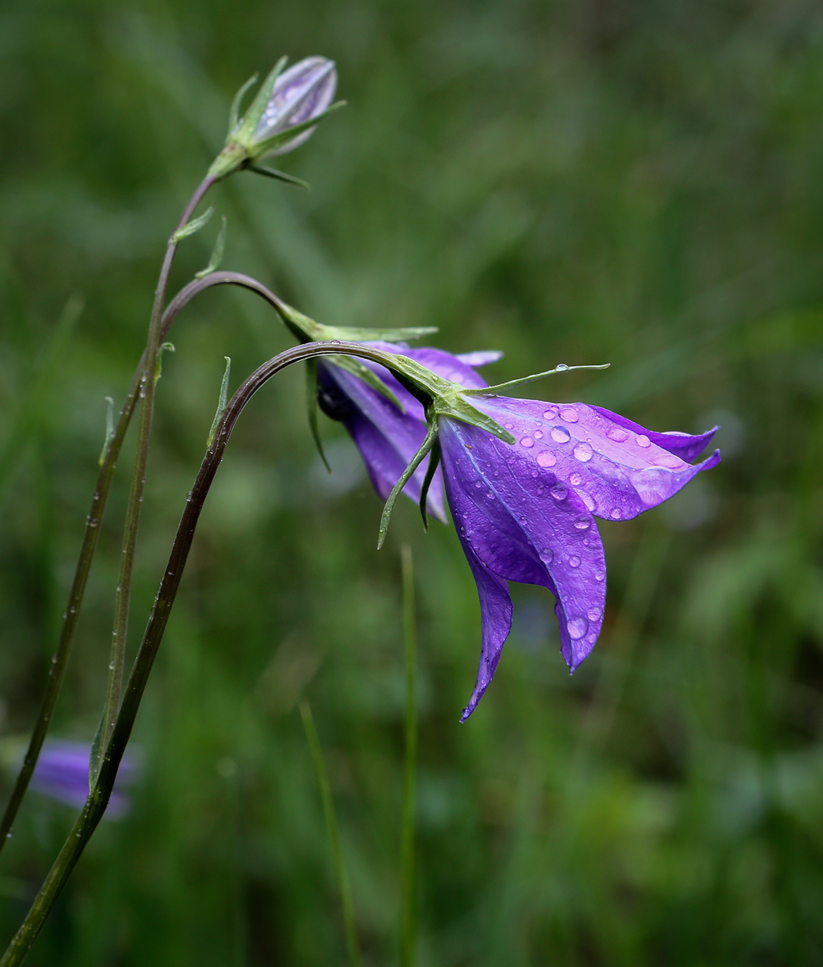 Image of Campanula wolgensis specimen.