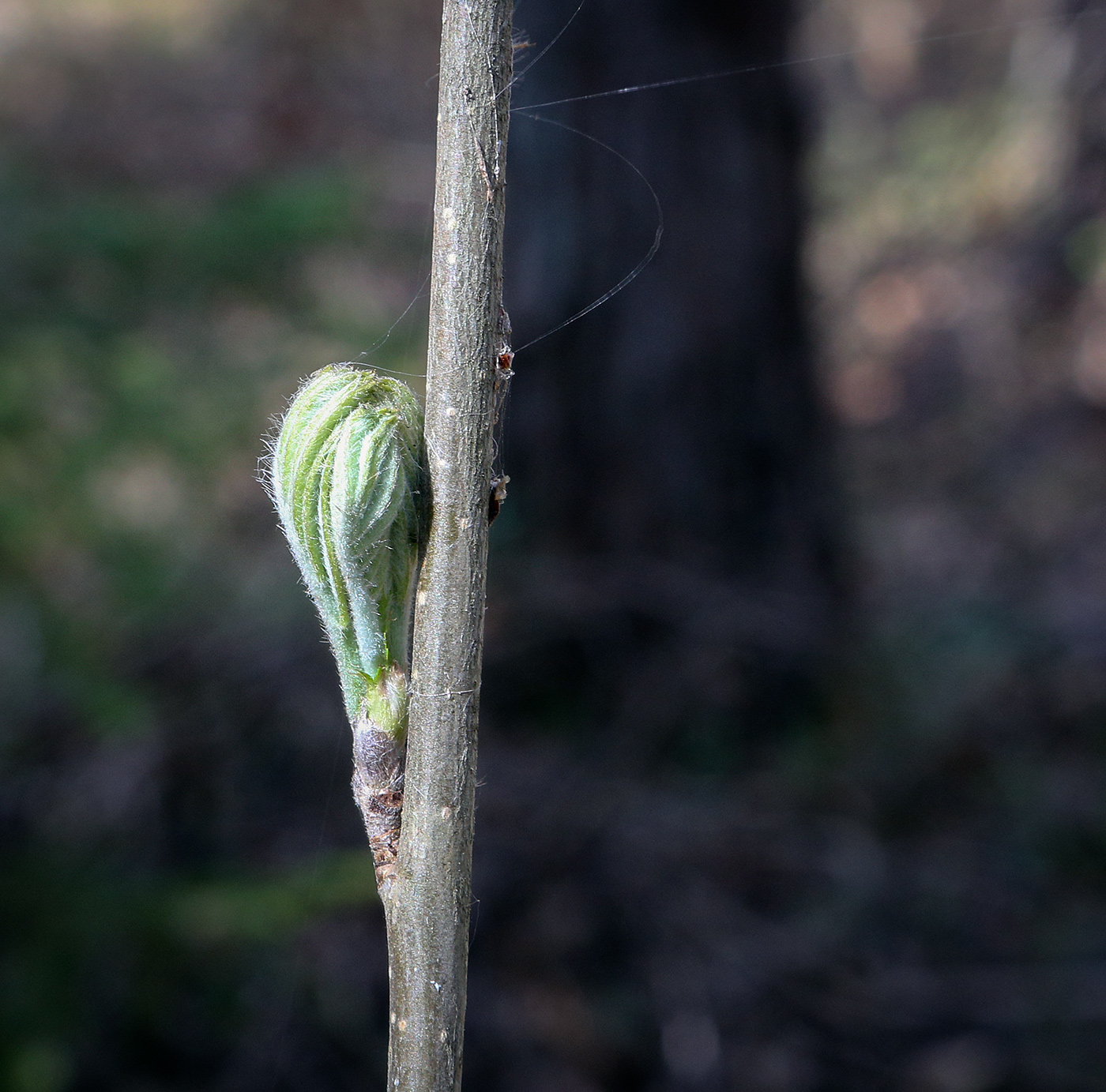 Image of Sorbus aucuparia specimen.