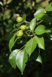 genus Pyrus. Верхушка веточки с незрелыми плодами. Новгородская обл., Новгородский р-н, дер. Юрьево, у обочины дороги рядом со служебным въездом в музей «Витославлицы». 24.07.2023.