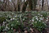 Galanthus plicatus. Цветущие растения. Крым, Севастополь, окр. Балаклавы, смешанный лиственный лес. 23.02.2024.