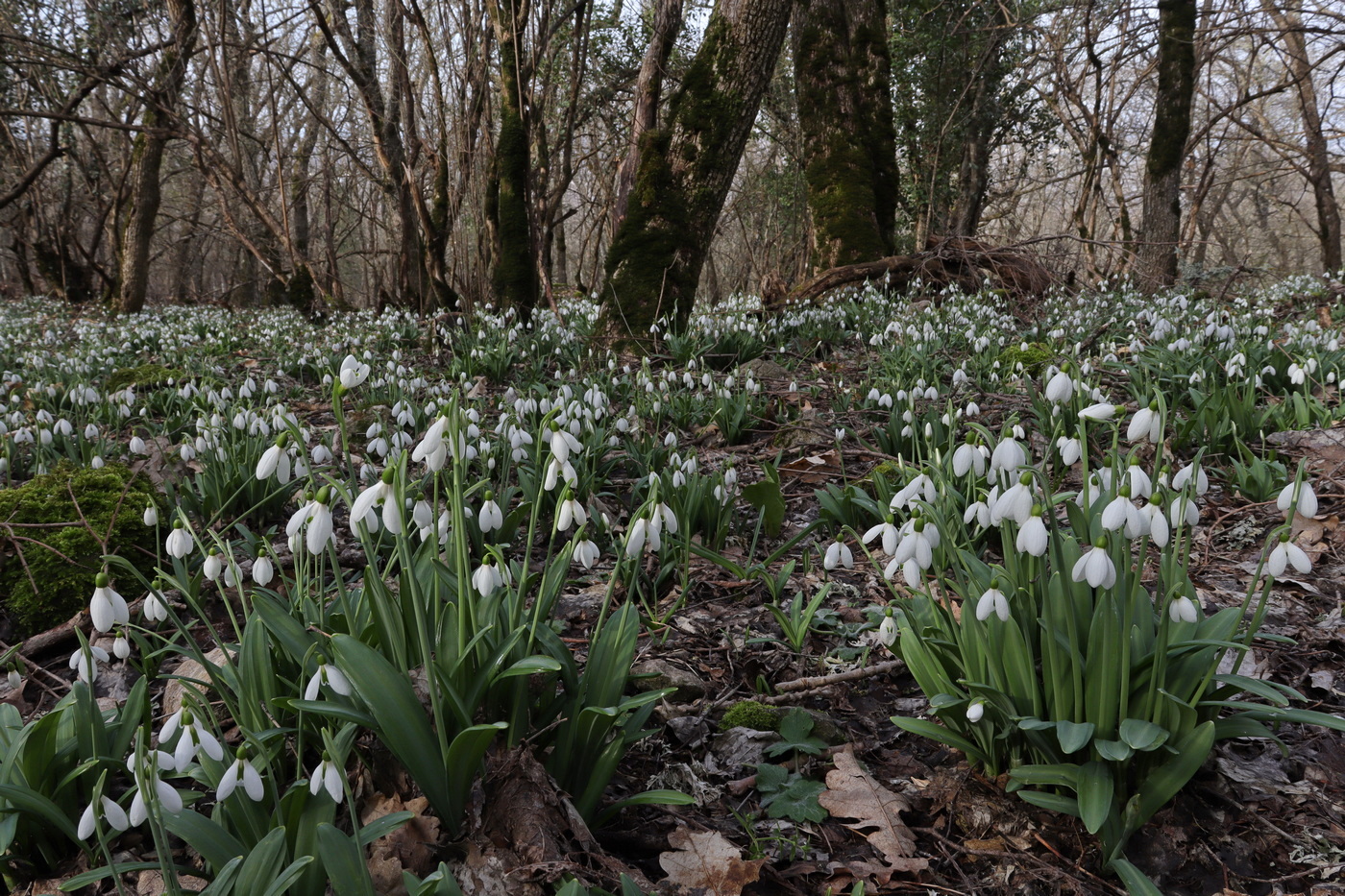 Image of Galanthus plicatus specimen.