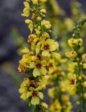 Verbascum marschallianum. Часть соцветия. Чечня, Итум-Калинский р-н, окр. с. Ведучи, ≈ 1500 м н.у.м., каменистый склон. 26.07.2022.