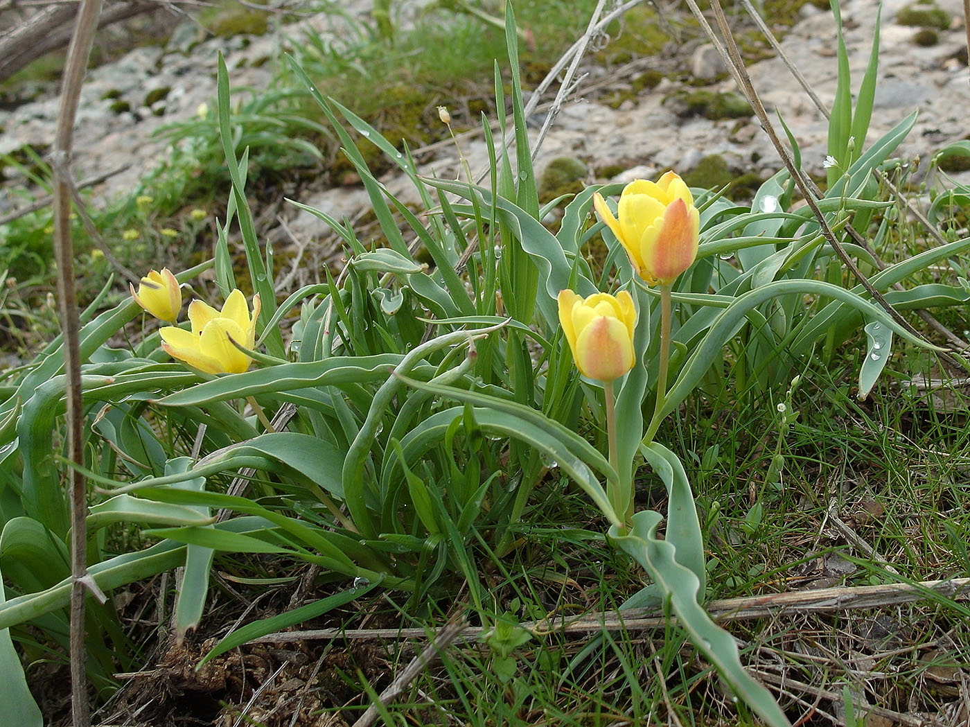 Image of Tulipa lemmersii specimen.