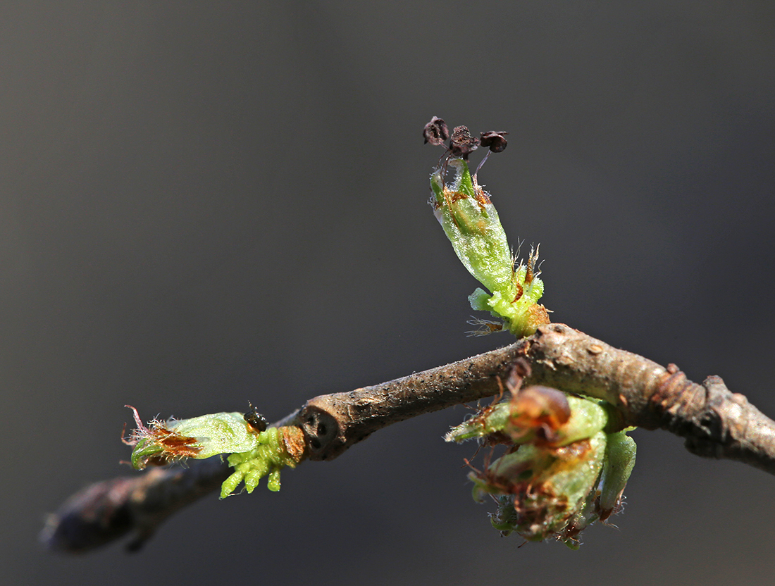 Image of Ulmus japonica specimen.