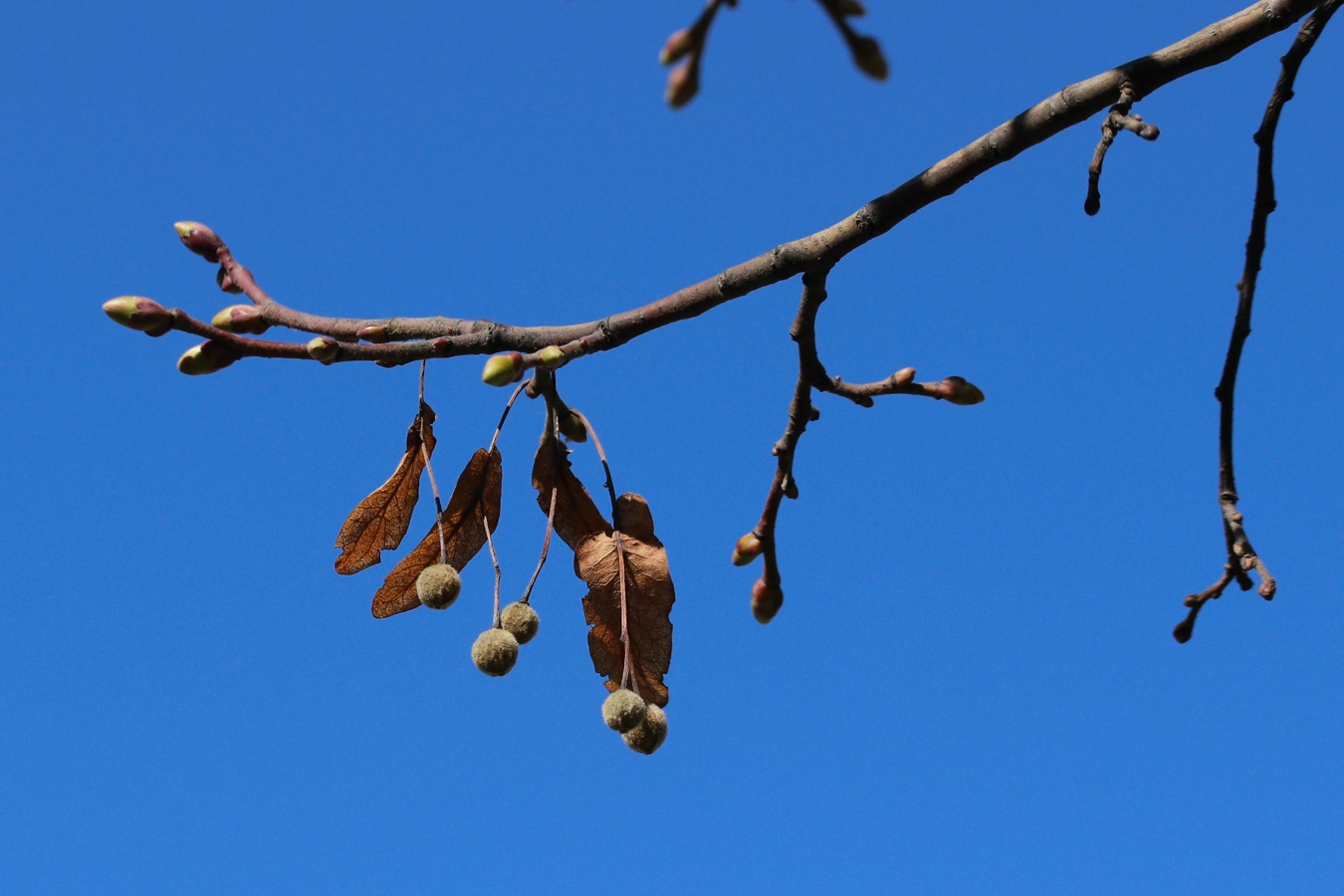 Image of genus Tilia specimen.