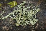 Ramalina fraxinea