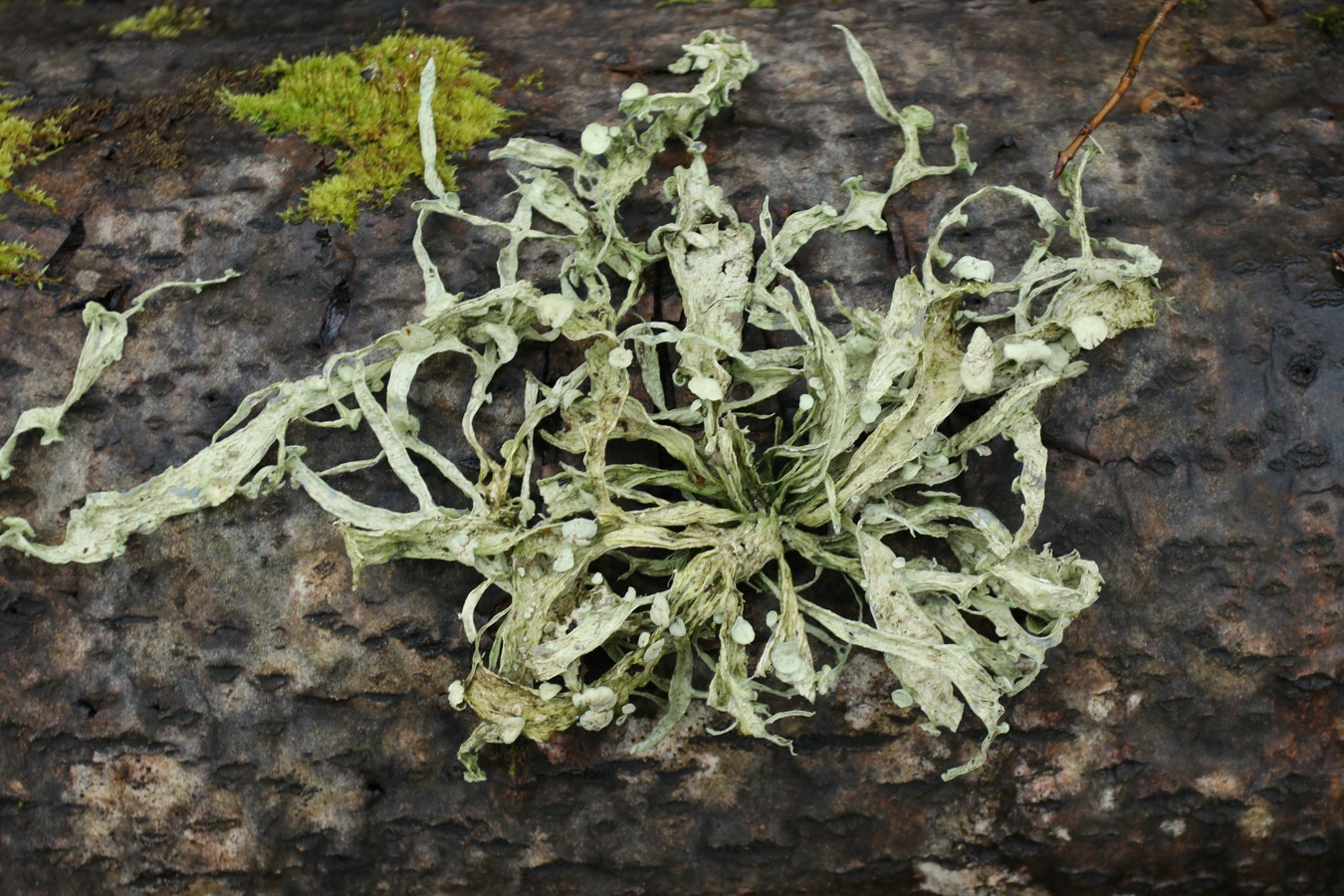 Изображение особи Ramalina fraxinea.