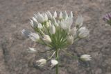 Allium angulosum