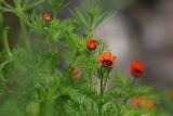 Adonis parviflora