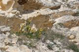 Chamaecytisus ruthenicus