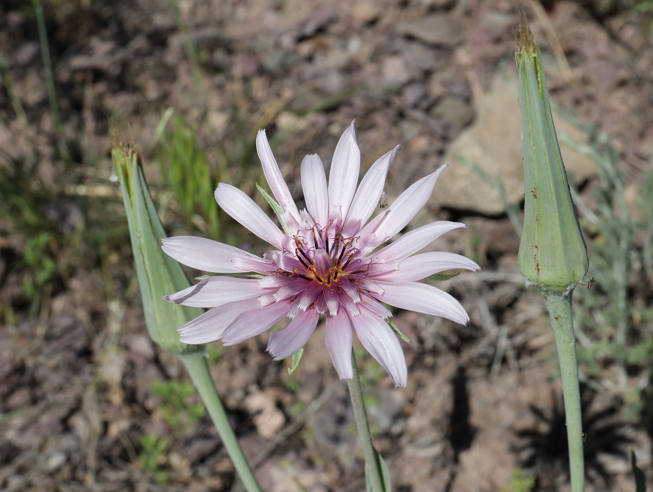 Изображение особи Tragopogon ruber.