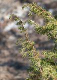 Juniperus communis