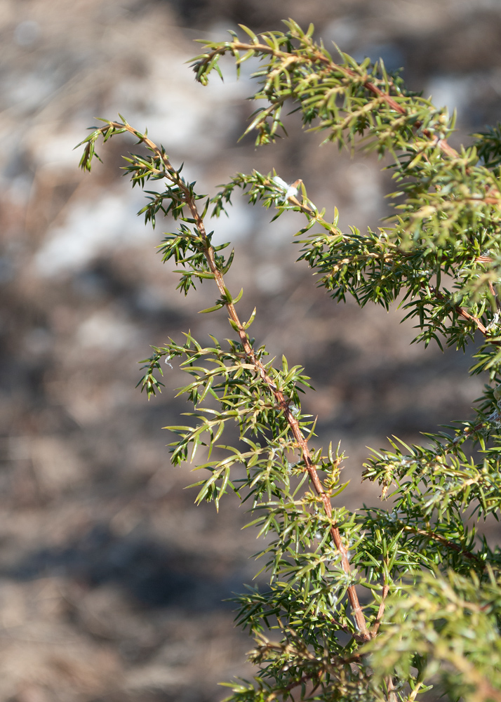 Image of Juniperus communis specimen.