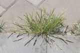 Eleusine indica