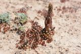 Orostachys thyrsiflora