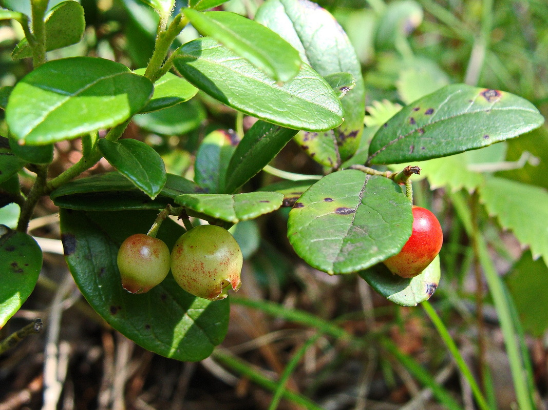 Изображение особи Vaccinium vitis-idaea.