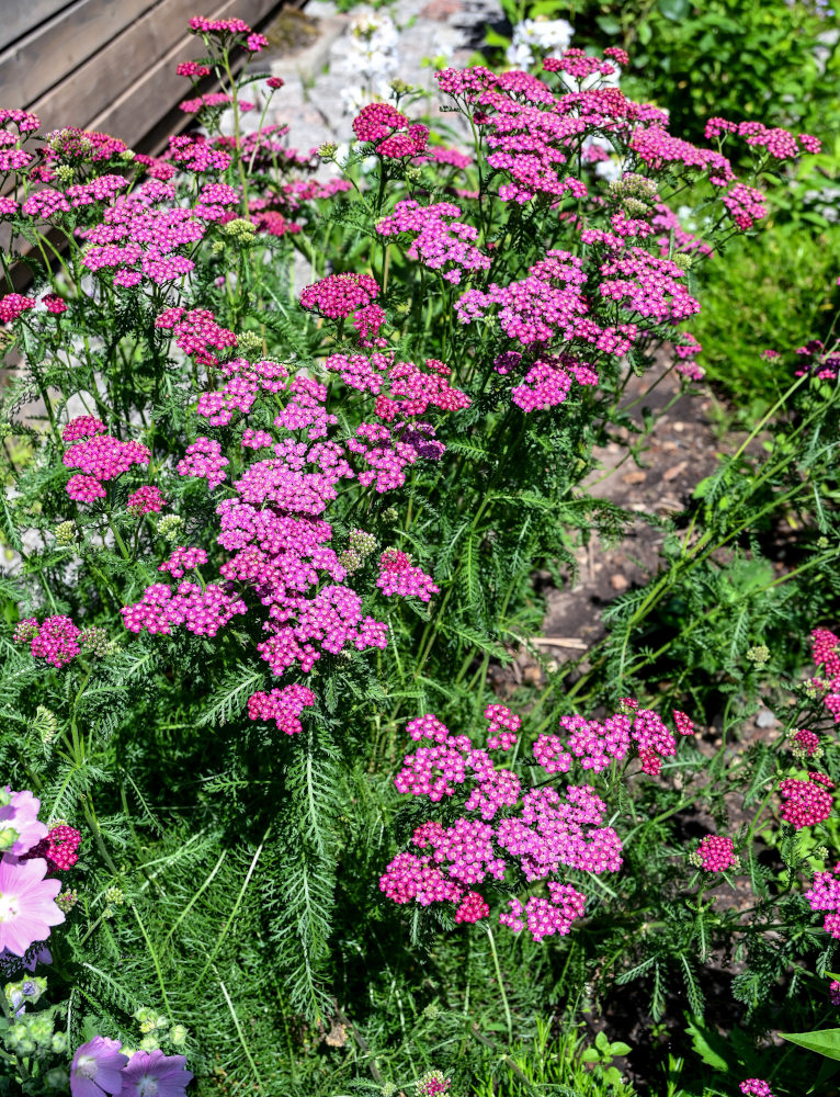 Image of Achillea millefolium specimen.