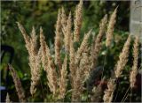 Calamagrostis epigeios