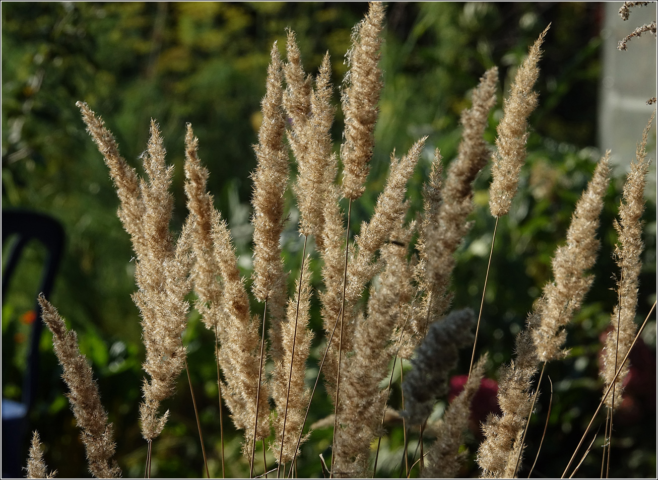 Изображение особи Calamagrostis epigeios.