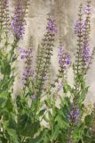 Salvia virgata