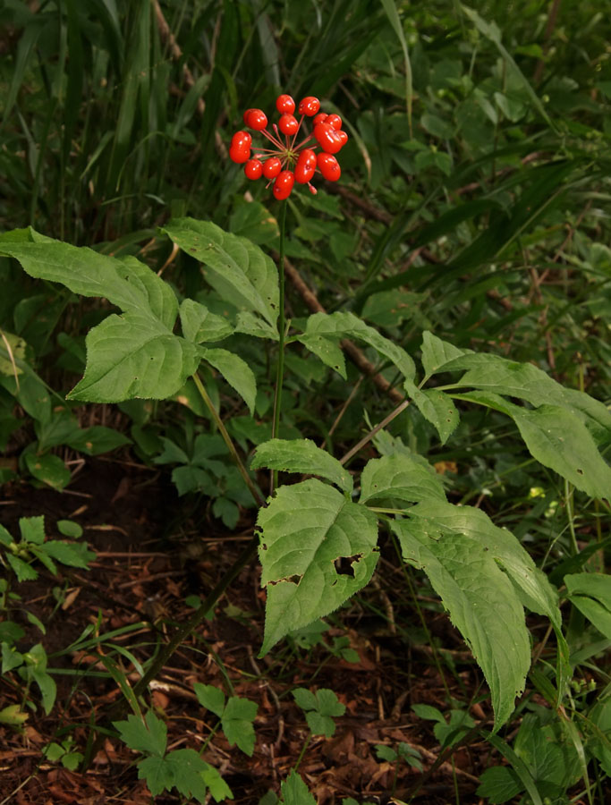 Изображение особи Panax ginseng.