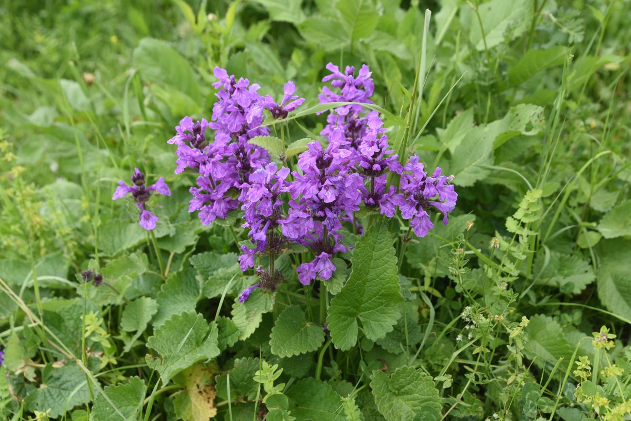 Изображение особи Betonica macrantha.