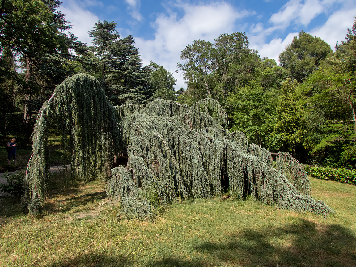 Image of Cedrus atlantica specimen.