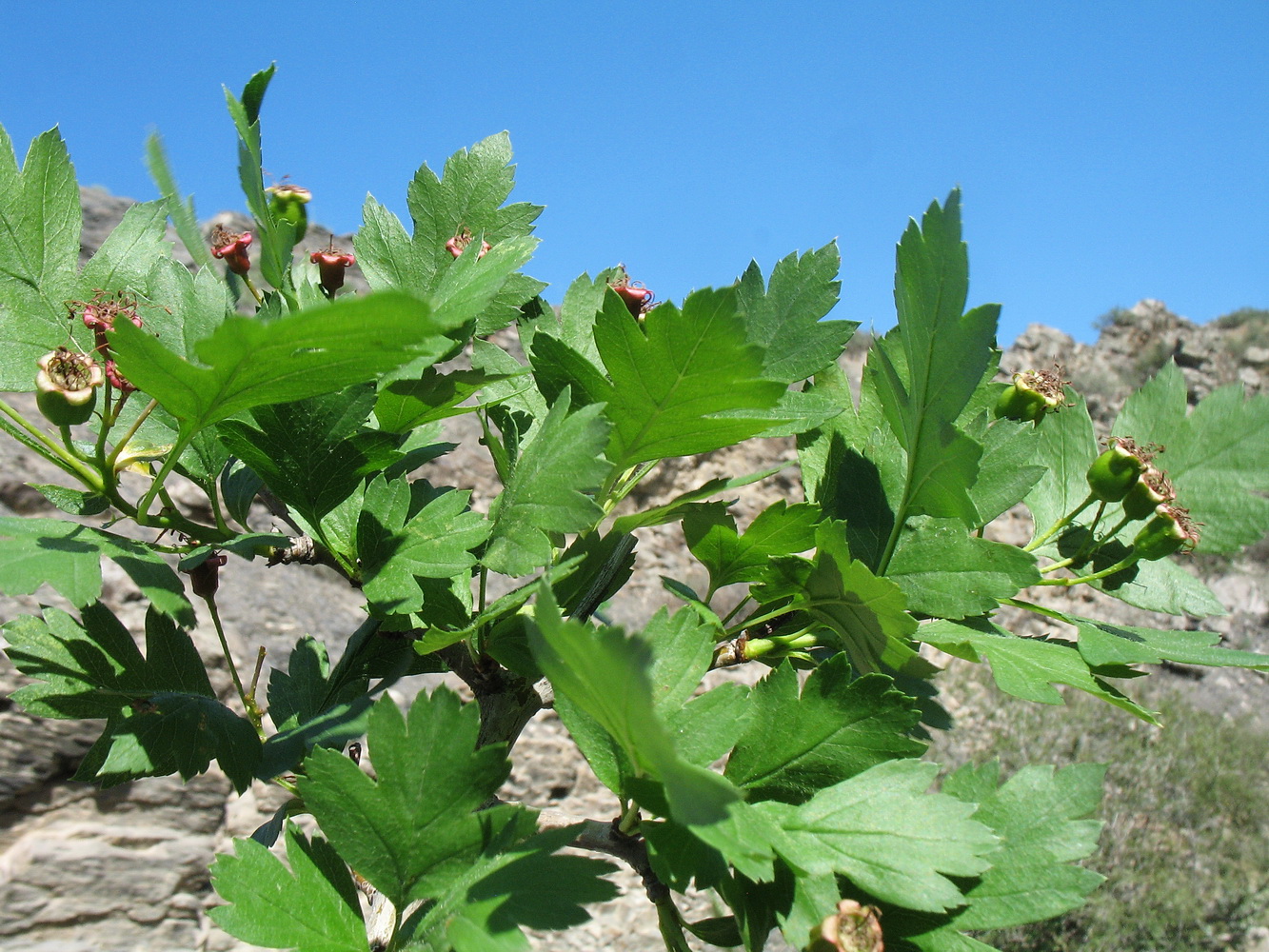 Image of Crataegus transcaspica specimen.