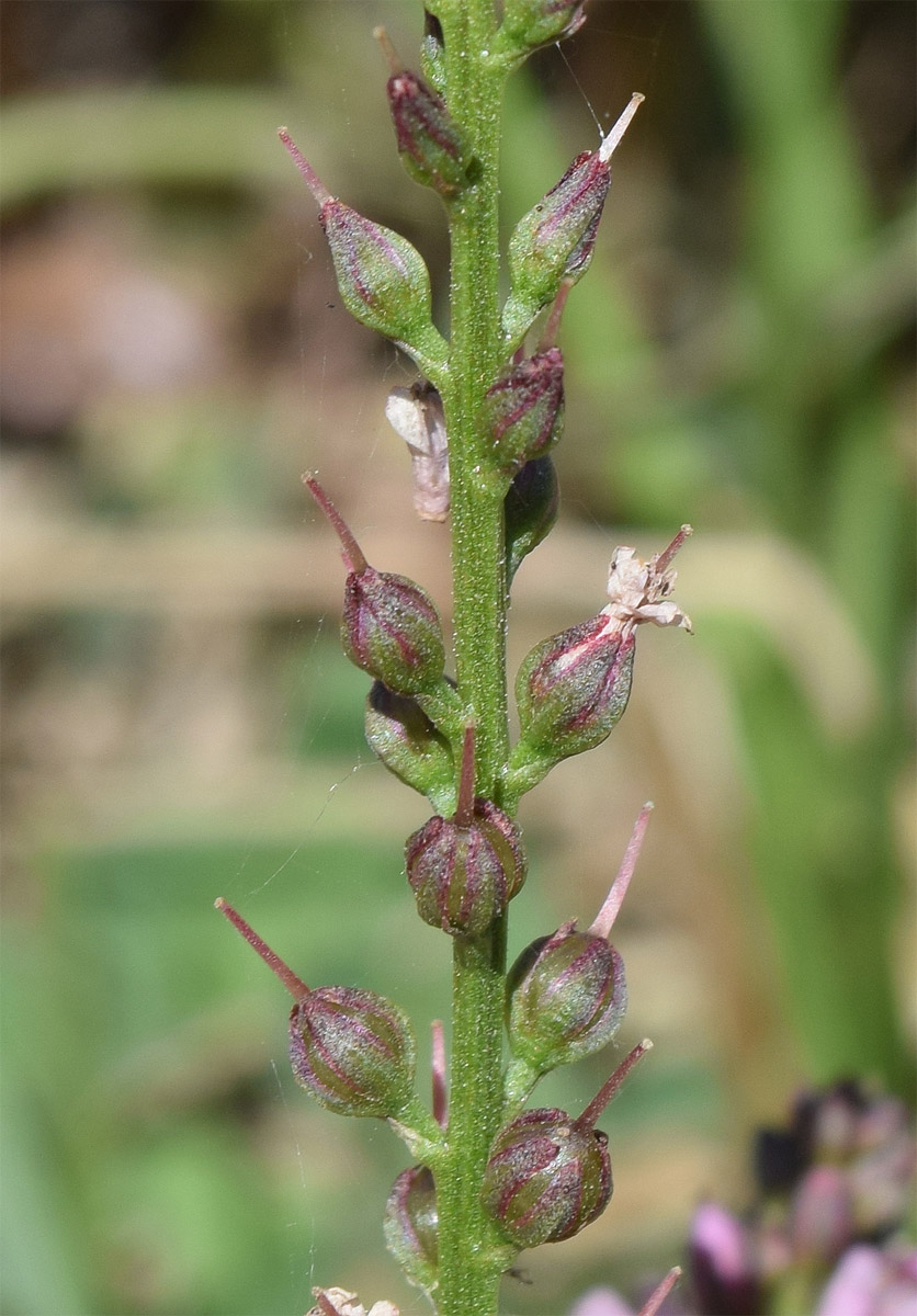 Изображение особи Lysimachia dubia.