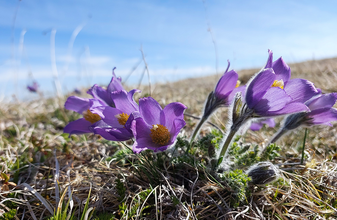 Изображение особи Pulsatilla violacea.