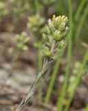 Alyssum alyssoides