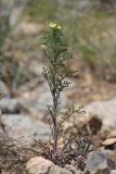 Verbascum orientale