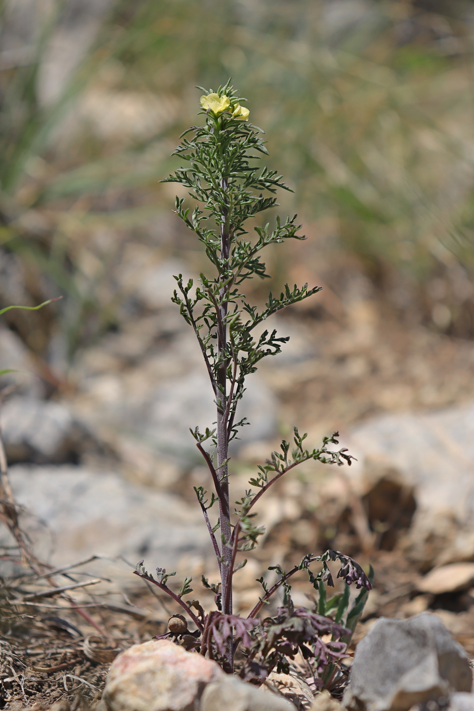 Image of Verbascum orientale specimen.